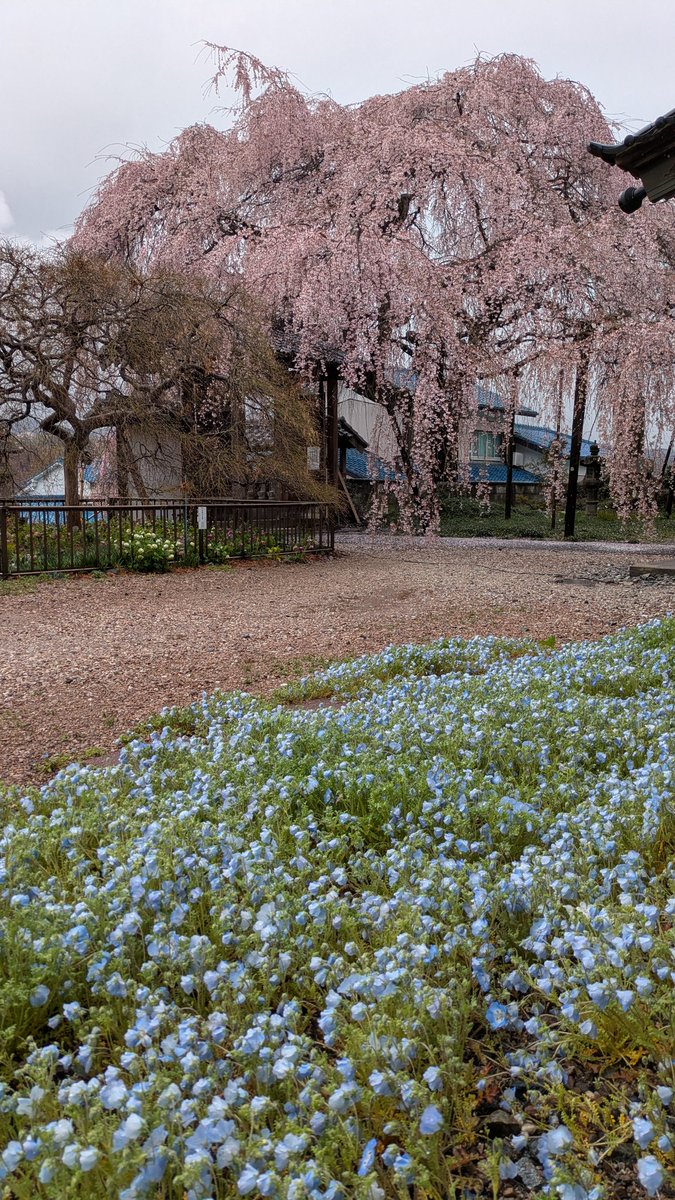 raityan0910（らいちゃん） tweet media