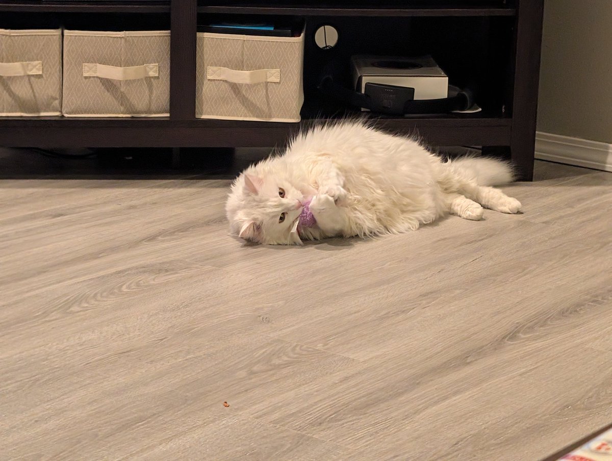 Boblobaw tweet media