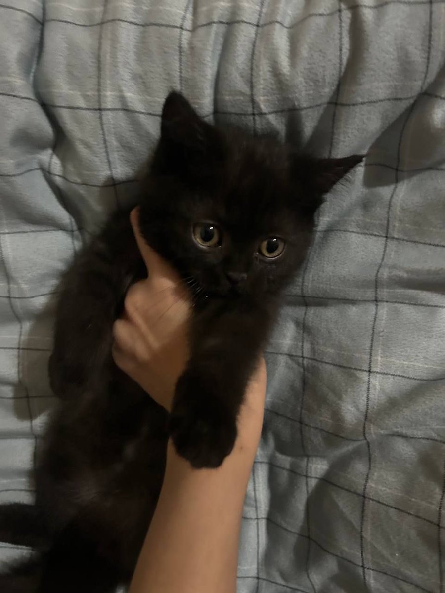 Black cats are not bad luck tweet media