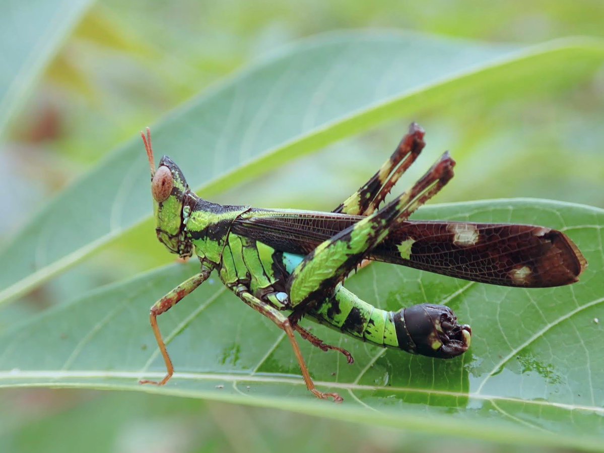 蟲喰ロトワ (むしくろとわ)@TAKEO株式会社CSO tweet media