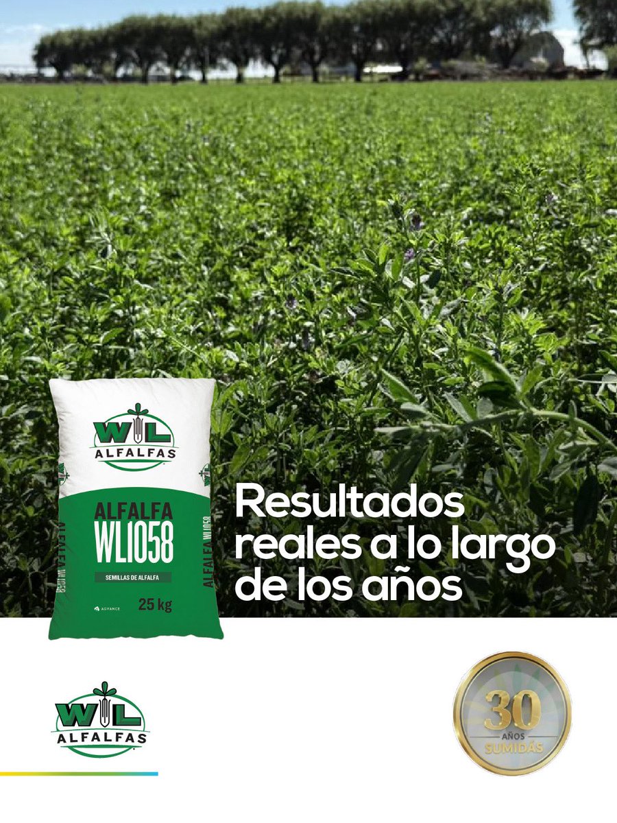 sumidasjv's tweet photo. Compartimos imágenes de WL 1058, implantada en otoño/22, mostrando su persistencia y calidad a lo largo del tiempo.

Una variedad que acompaña al productor con estabilidad, producción y excelente comportamiento en el lote.

Seguimos apostando a genética que hace la diferencia. https://t.co/AjLIKMWlB0