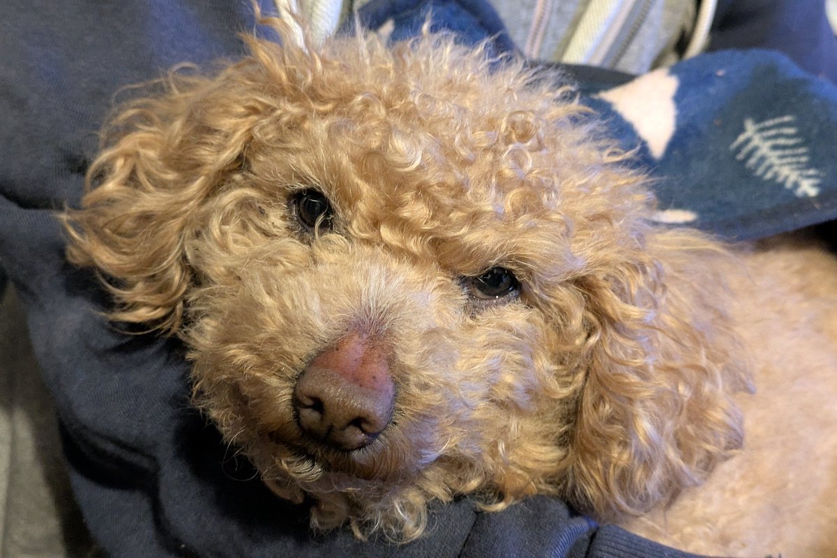 くーるべ tweet media