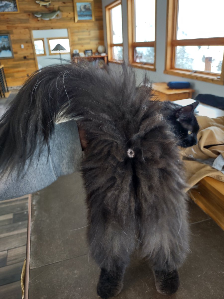 Itto-Ahh-sooo tweet media