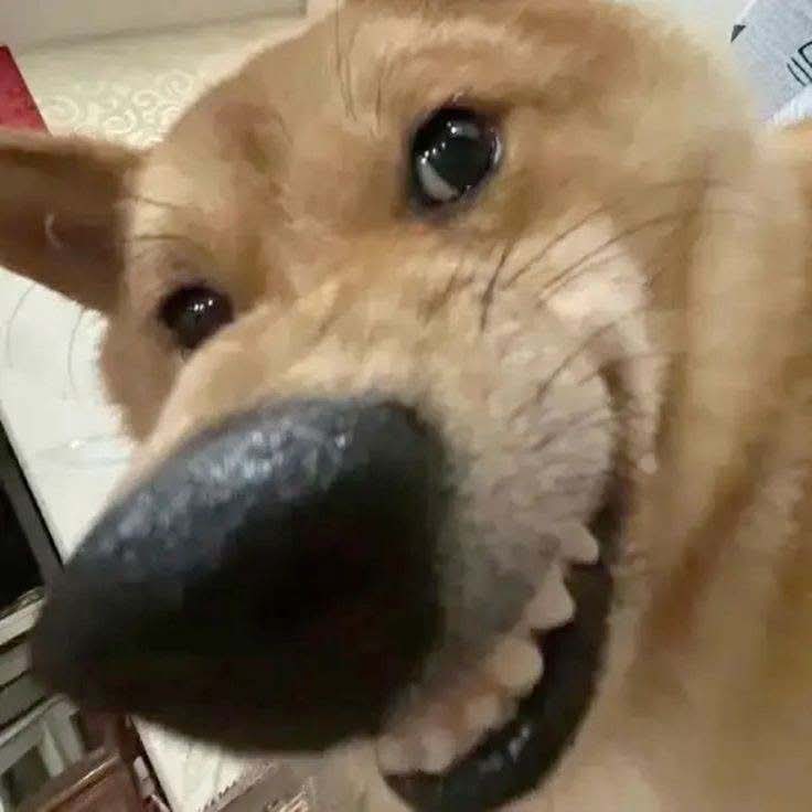 want play? tweet media