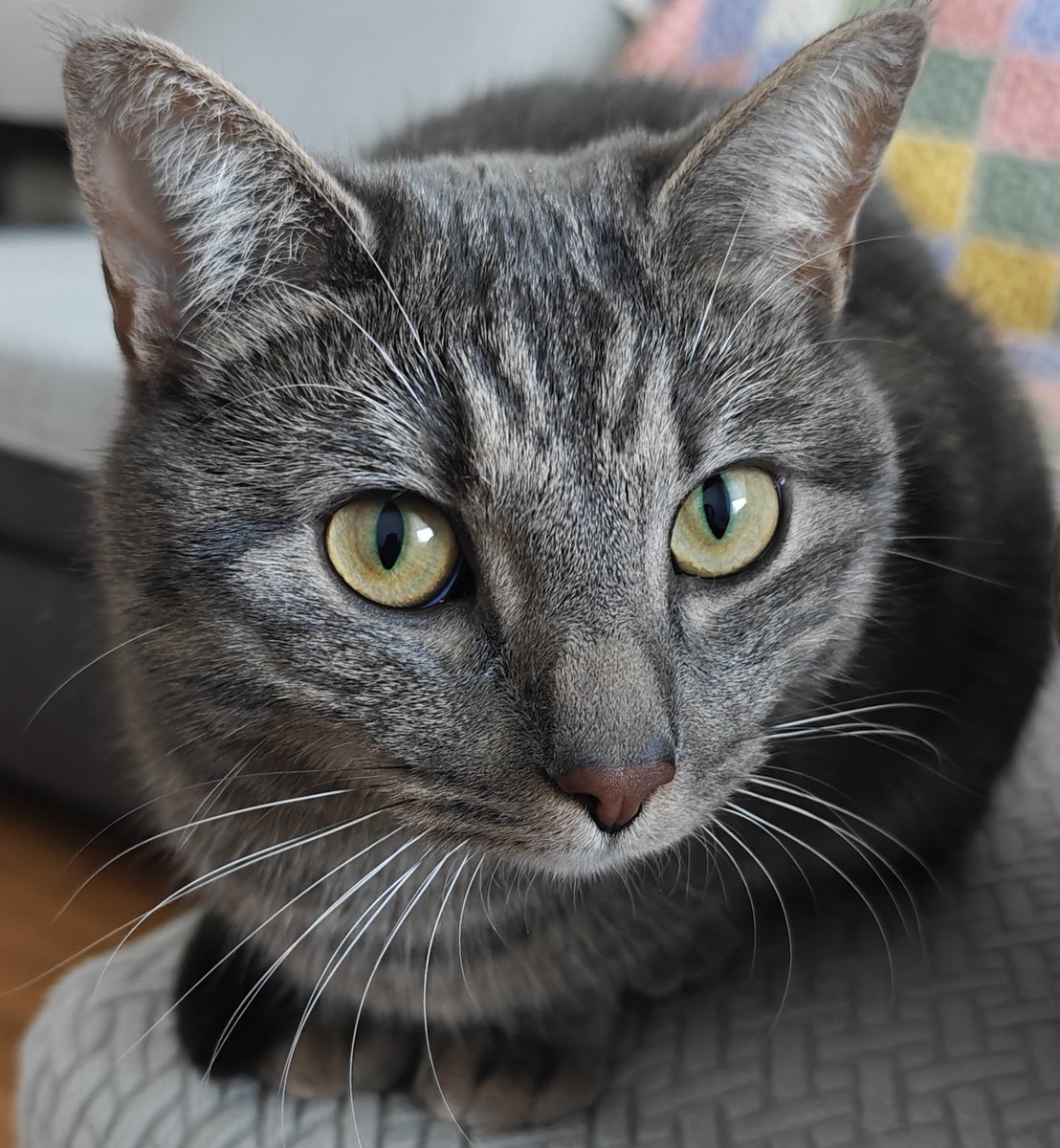 みいちゃん🐈はち🌈 tweet media