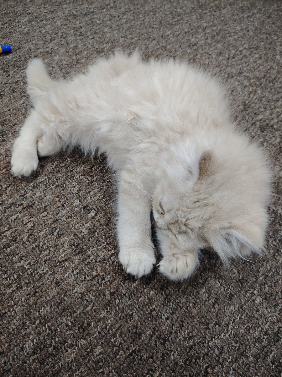 علاوي ابو البَلاوي 🏴☠️ tweet media