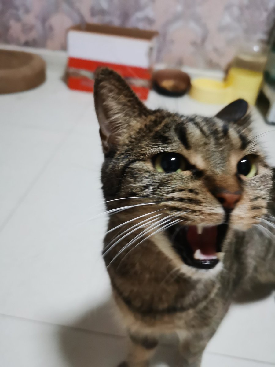 Toodning's tweet photo. 猫猫可爱 https://t.co/r2q7oXODCd