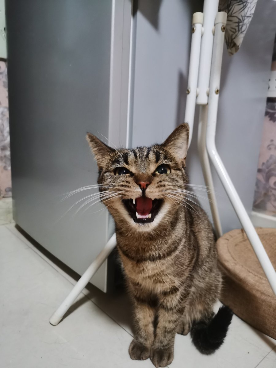 Toodning's tweet photo. 猫猫可爱 https://t.co/r2q7oXODCd