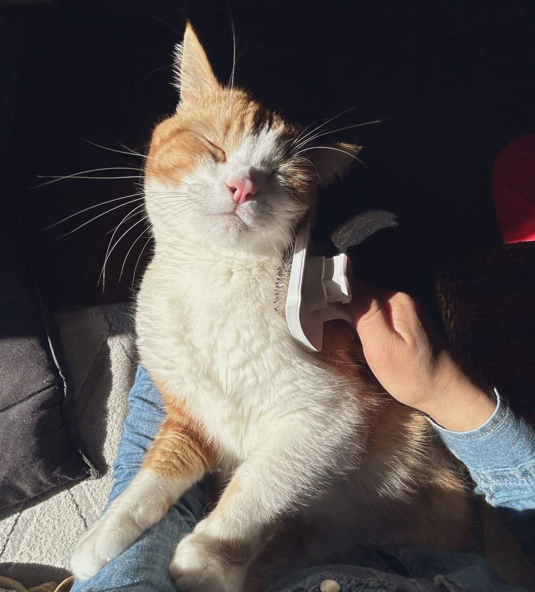 ビール猫🍺 tweet media