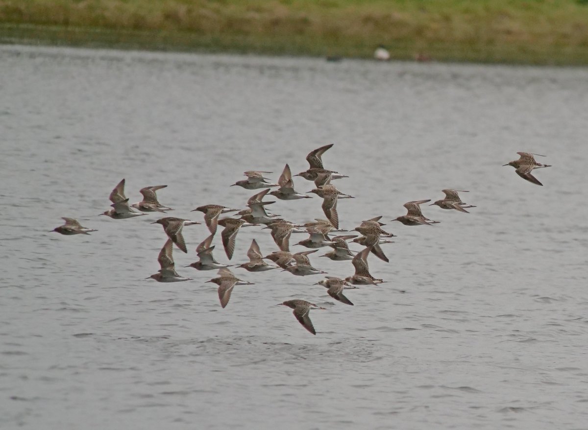 BelvideBirding's tweet photo. Some shots of the 32 Ruff that flew around and touched down briefly, before continuing north this afternoon. This becomes a new site record beating 30 on the 15th April 1987. https://t.co/EVi5p1HFNV