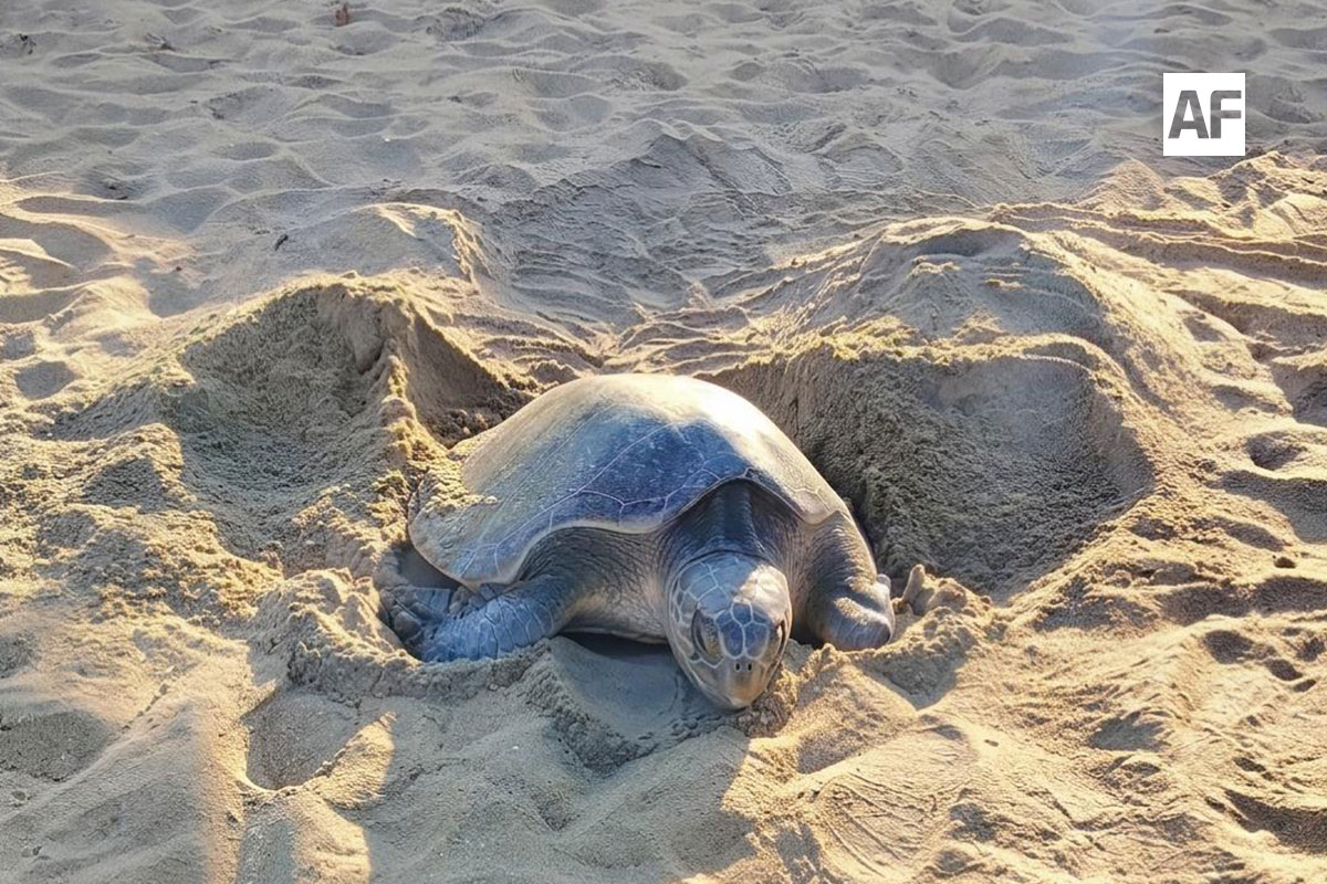 AFmedios tweet media