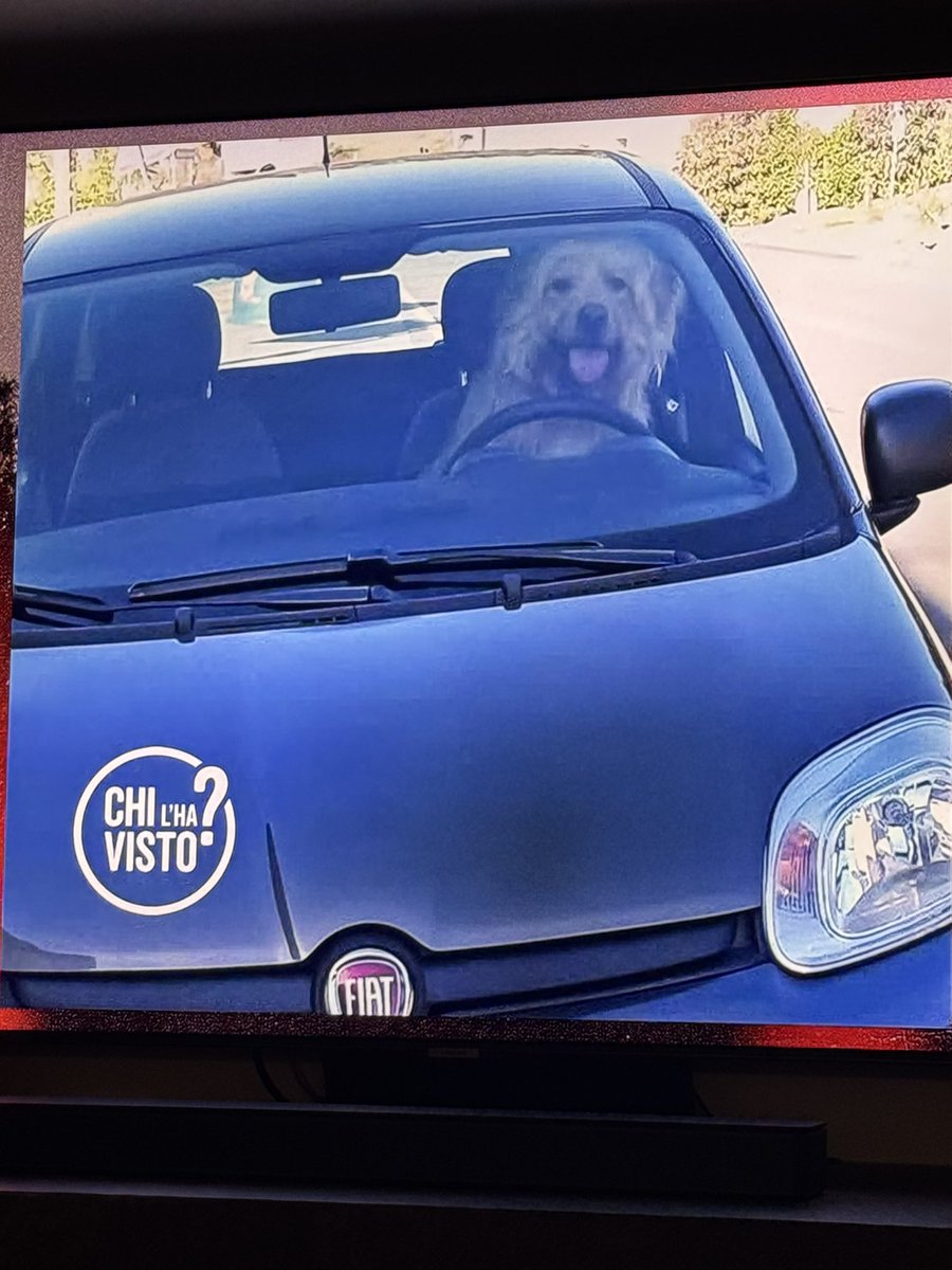 IL CANE MATTEO ALLA GUIDA.
MA COSA STO VEDENDO.

La Sciary: “Non è uno scherzo”.

#chilhavisto #chilhavister
