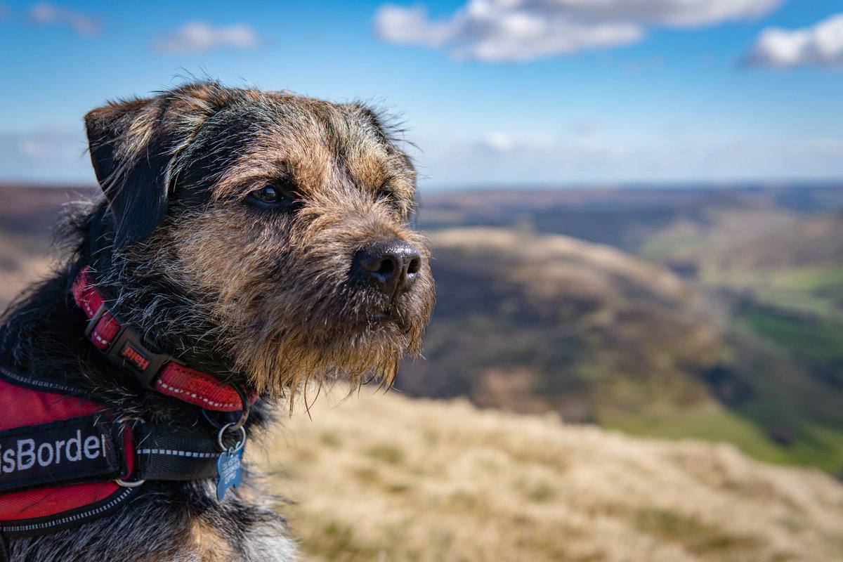 DennisTheBorder 🌈 tweet media