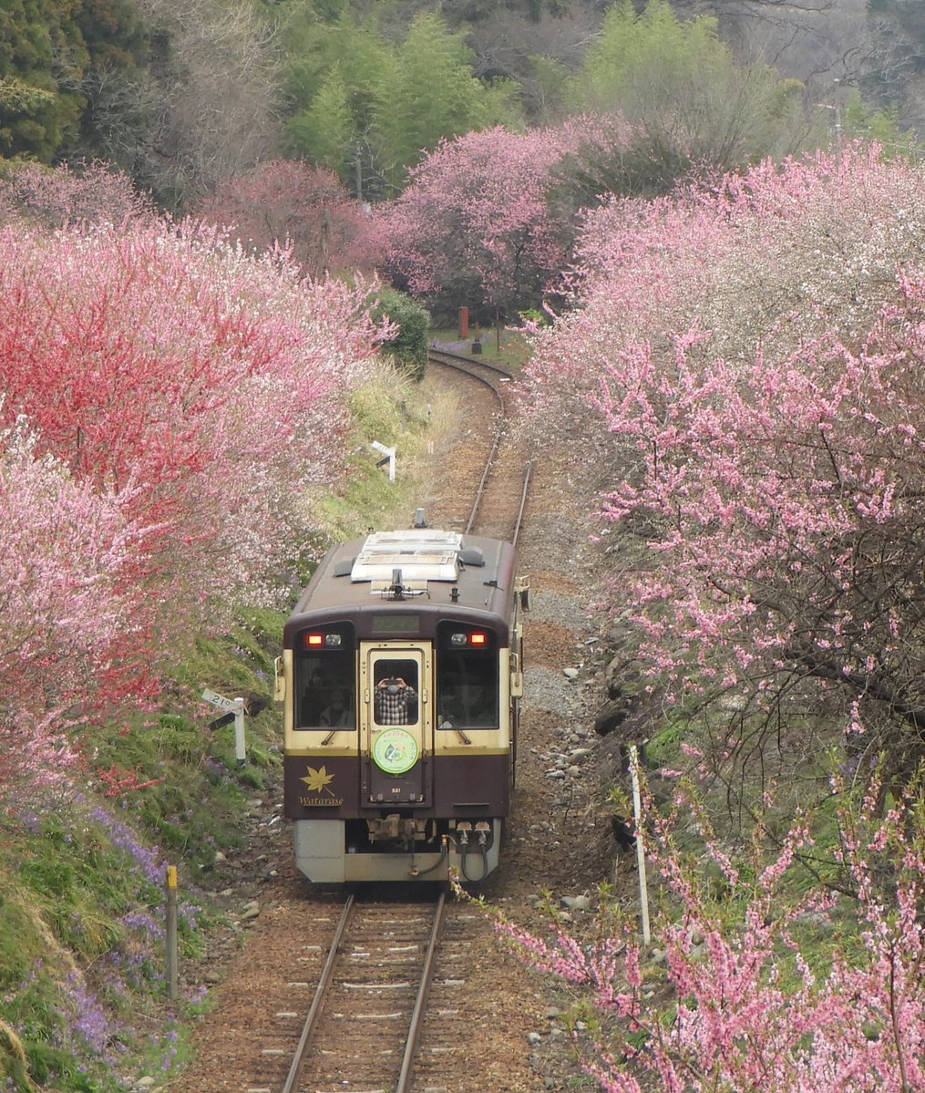 ぶぅちゃん16 tweet media