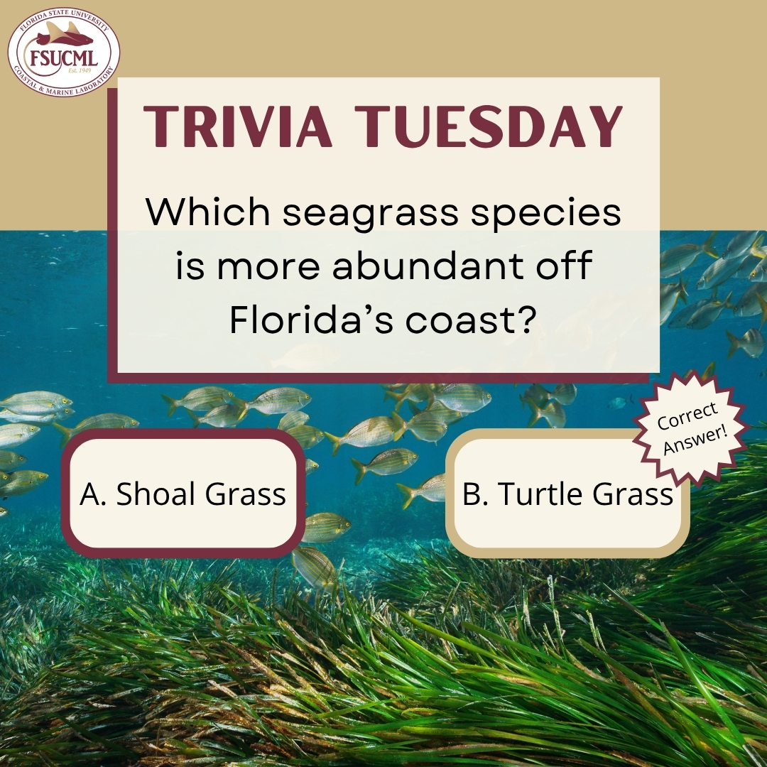 FSU Coastal & Marine Lab tweet media
