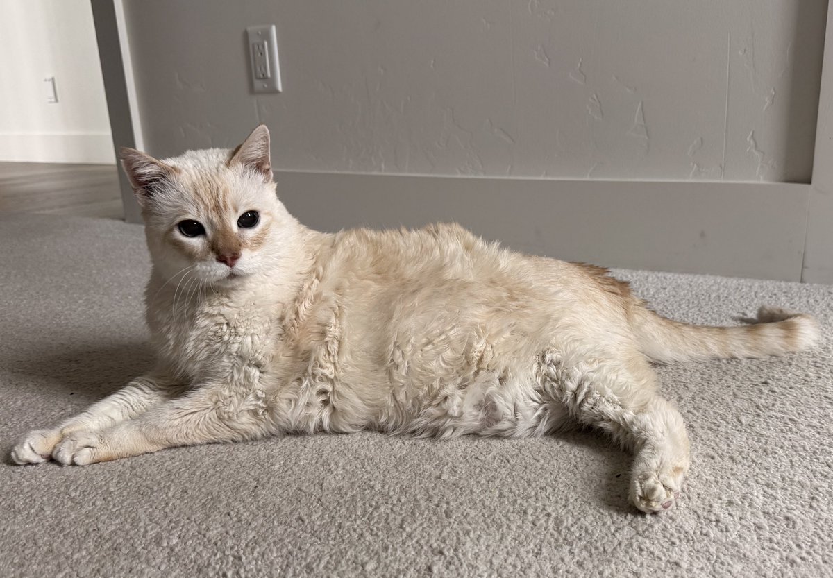 TuffyCat's tweet photo. Big news on my big birthday!!! I’m giving away autographed children’s books my human wrote (and I helped!) to FIVE lucky winners from the U.S., or a digital bookplate for International winners, complete with my pawtograph!  Like and repost this with #tuffyturns20 to enter! #cat https://t.co/yiEYMBSms4