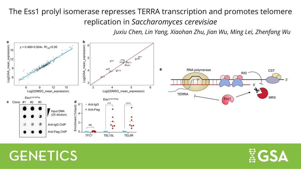 GeneticsGSA's tweet image. New research in #GENETICS identifies an important role of the Ess1 prolyl isomerase in regulating #telomere transcription and replication in #yeast. buff.ly/CWIXYRn