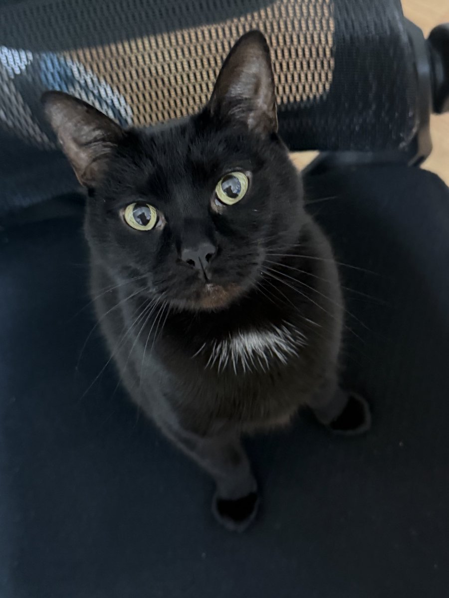 특대형공허 tweet media