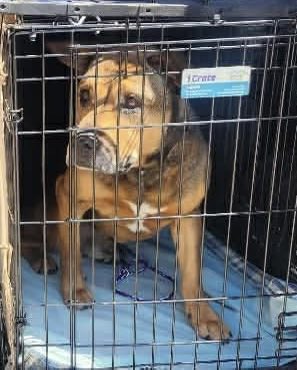 @PawsnTails4TX 🇺🇸🇺🇸🐾🐾 tweet media