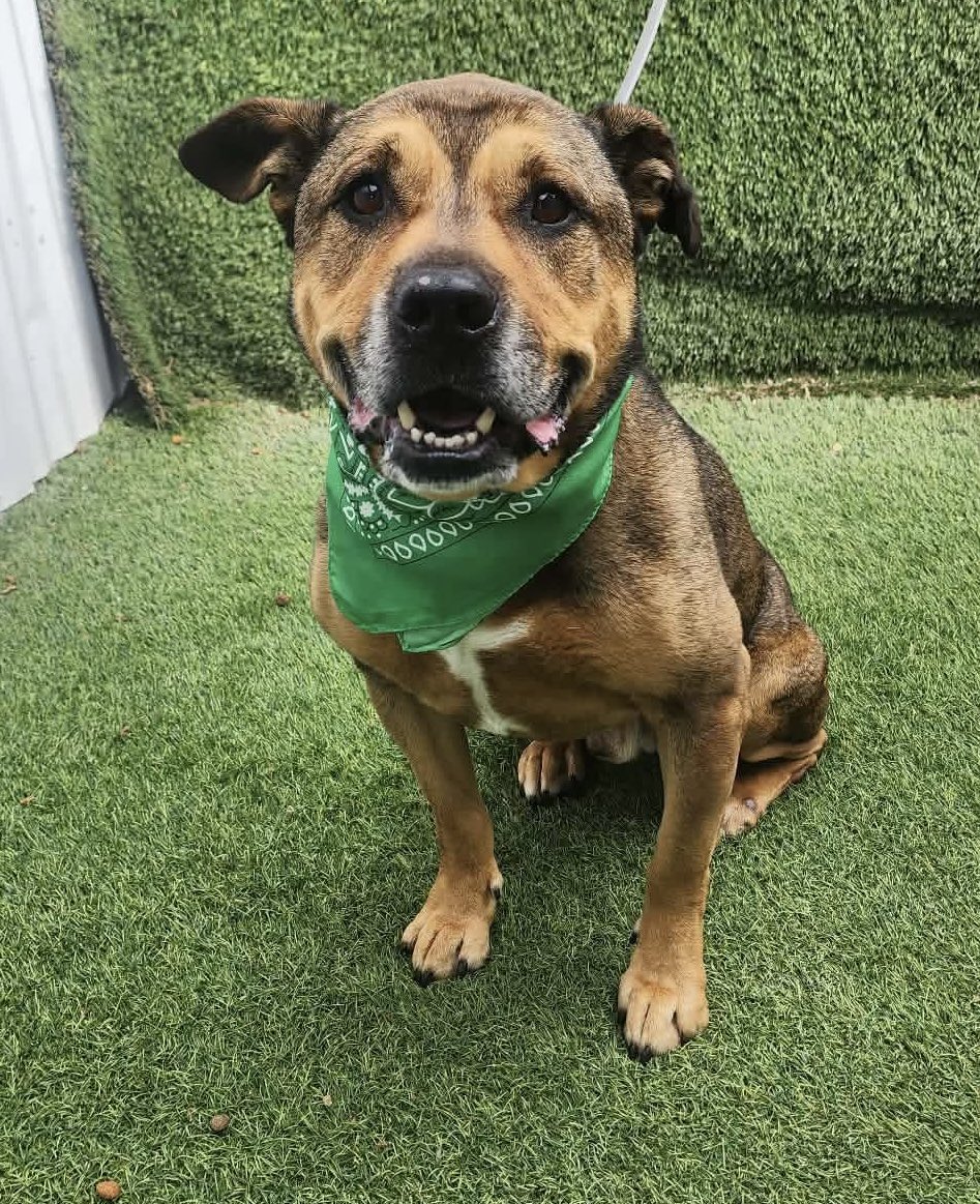 @PawsnTails4TX 🇺🇸🇺🇸🐾🐾 tweet media