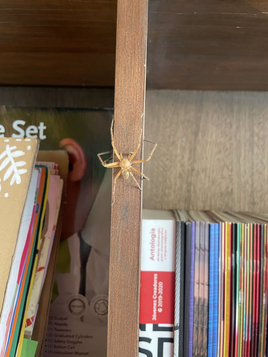 IVELEISSES's tweet photo. @Arachno_Cosas me encontré esta bonita… https://t.co/f54gOU1mO0