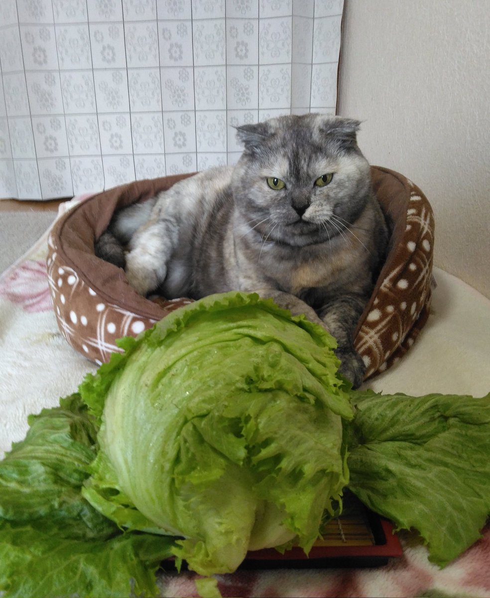 ギャオス tweet media