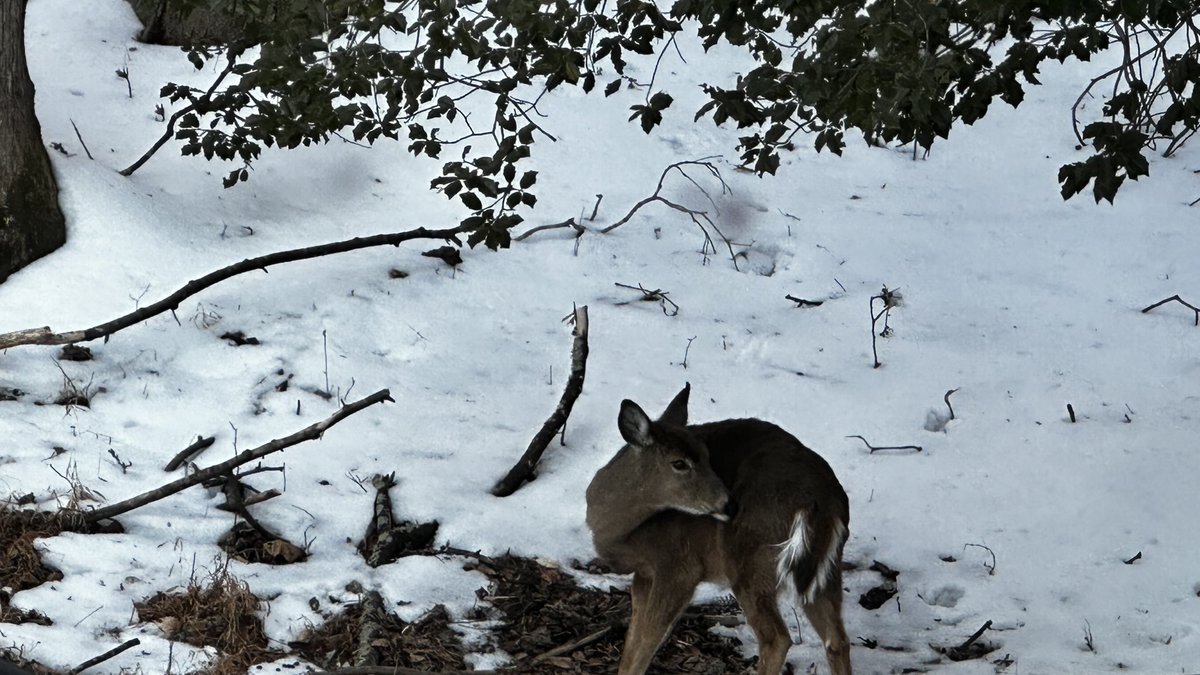 Let`s-Chat` tweet media