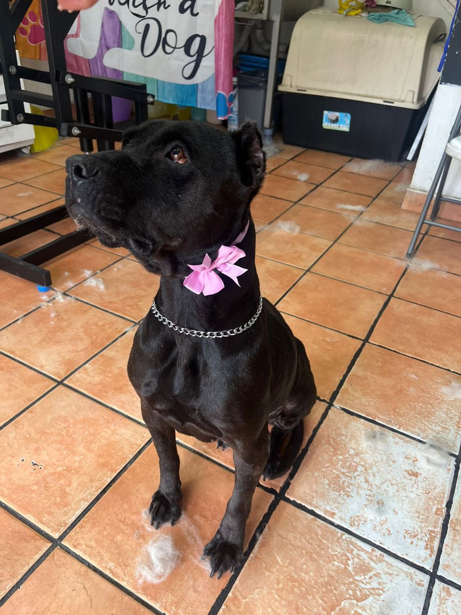 𝙷𝚎𝚕𝚊 𝙼𝚘𝚛𝚎 🐶 tweet media