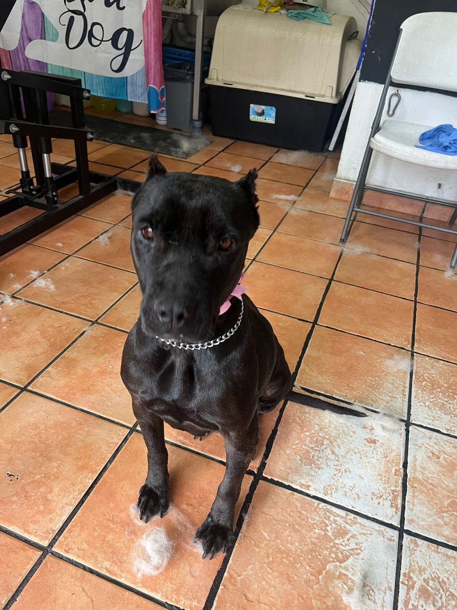 𝙷𝚎𝚕𝚊 𝙼𝚘𝚛𝚎 🐶 tweet media