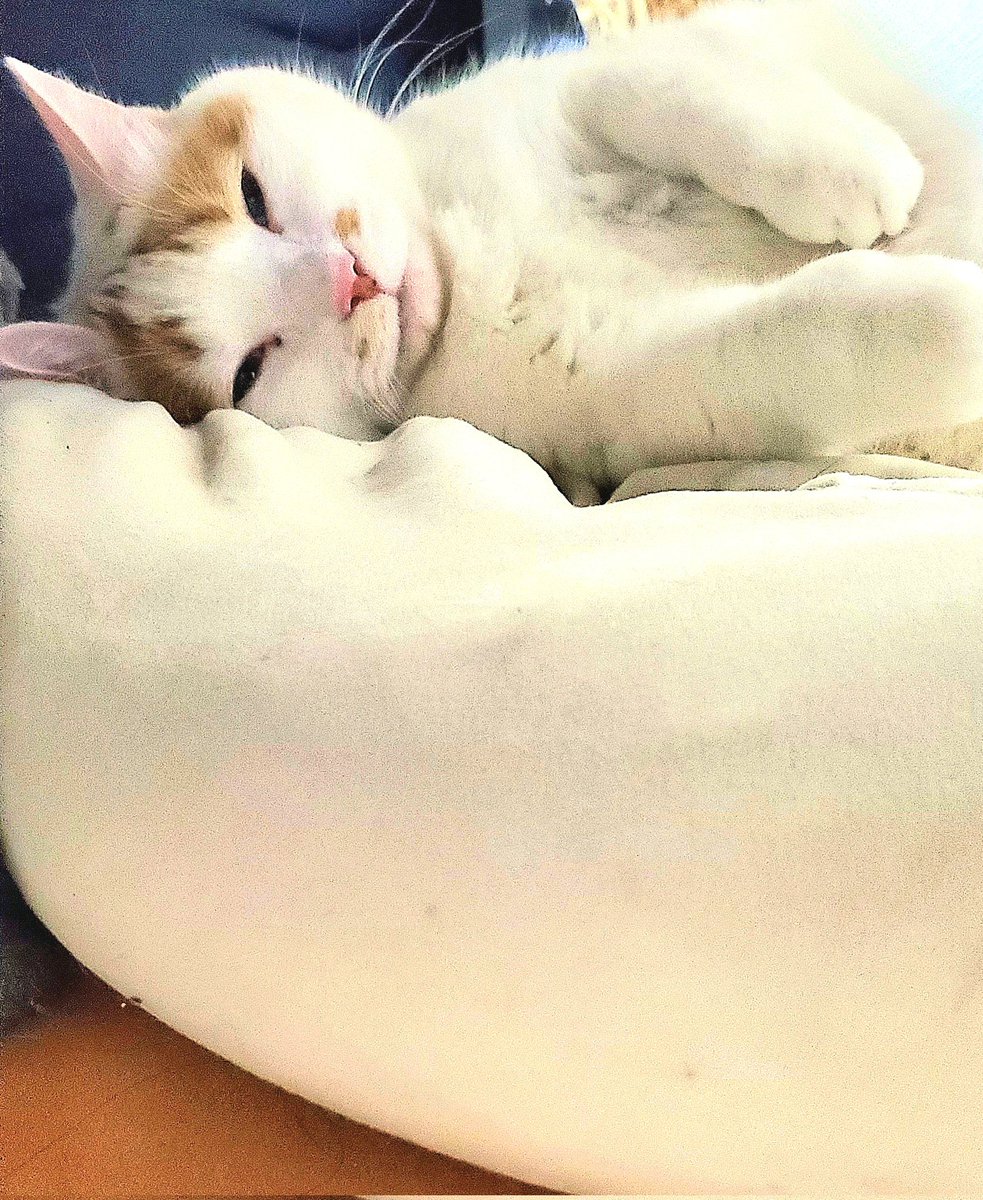 みーちゃん tweet media