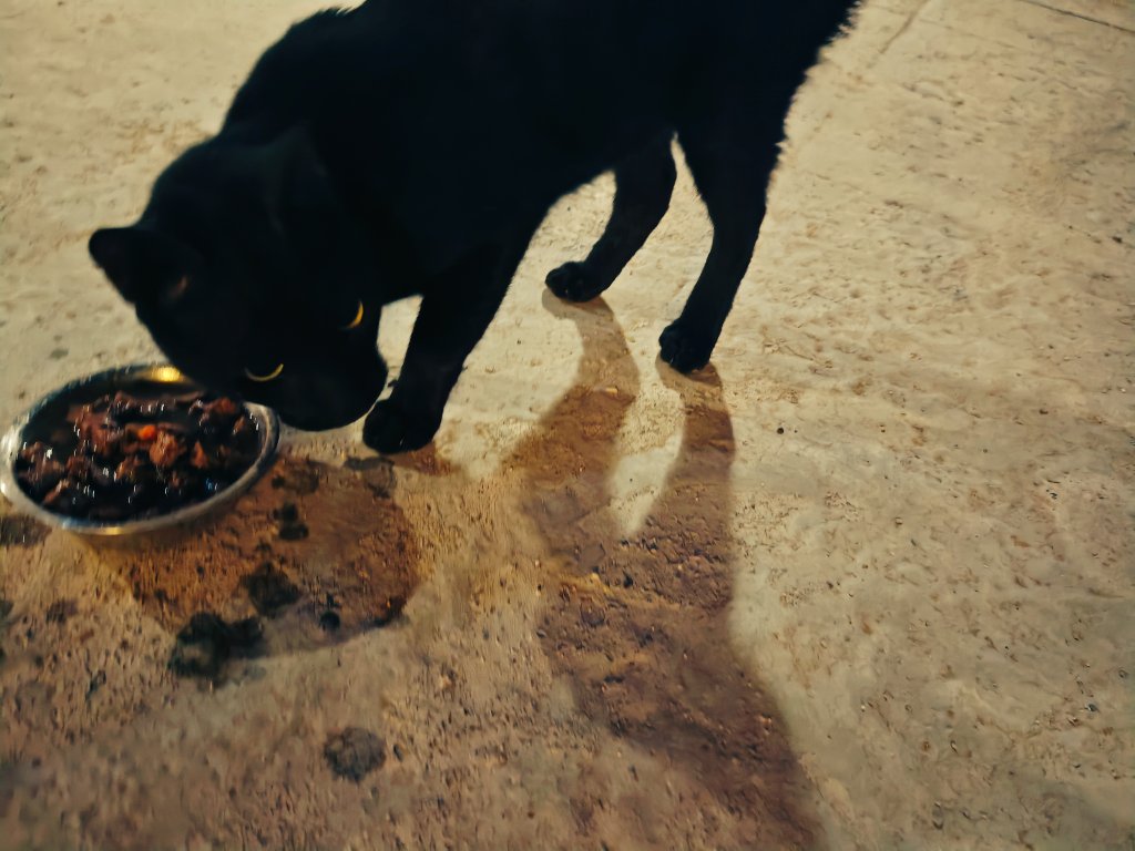 🇸🇦Kadi tweet media