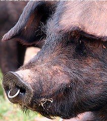 Grok.Art tweet media