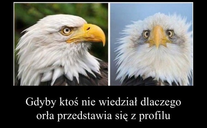 piotr von pritzwald tweet media