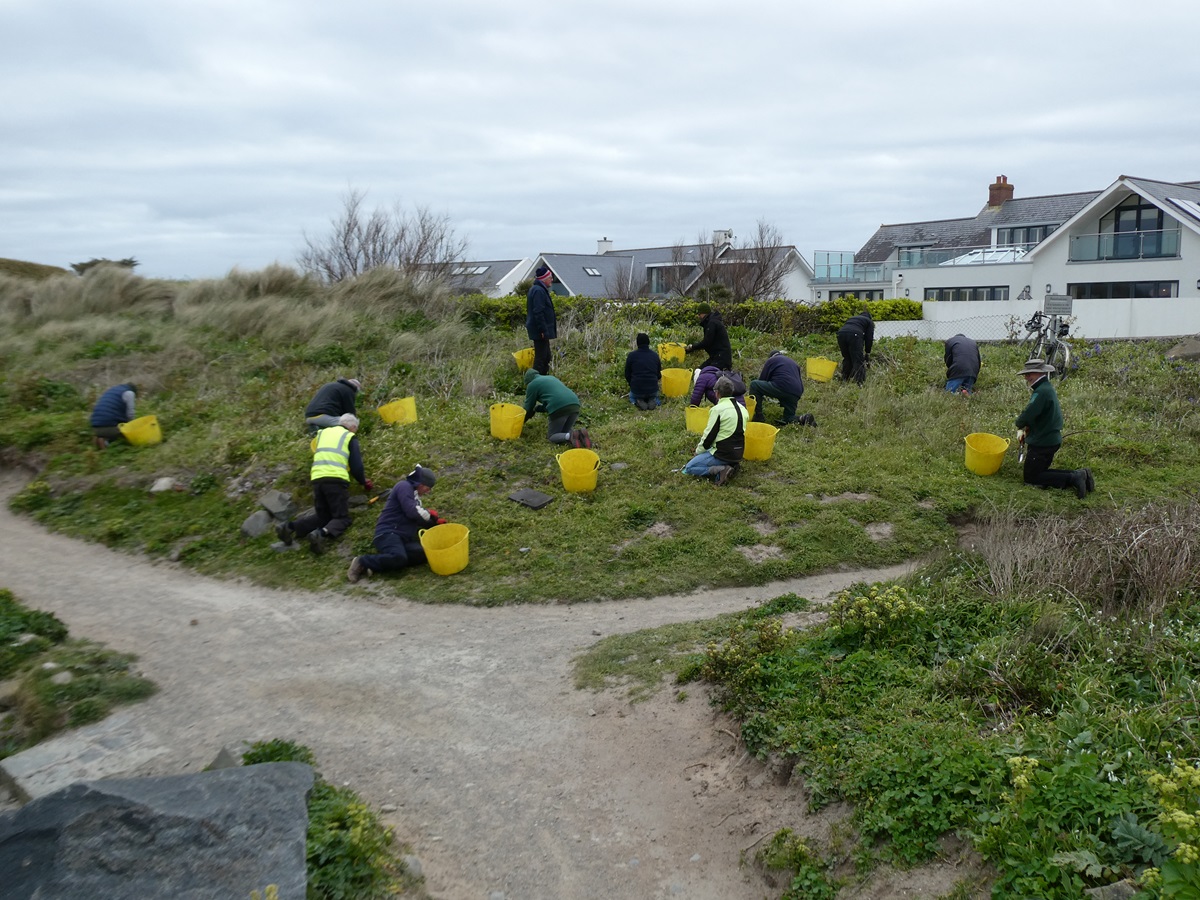 Guernsey Conservation Volunteers tweet media