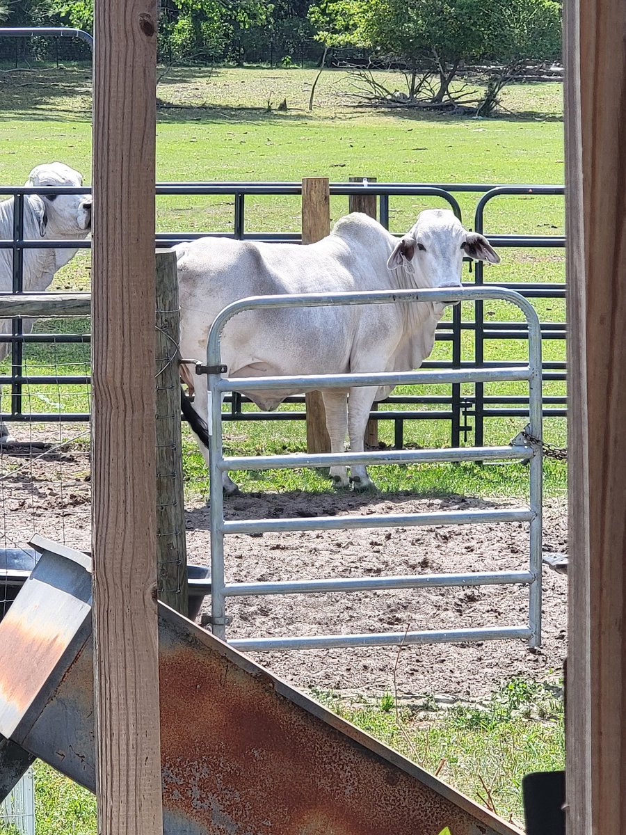 Sassafrass84 tweet media