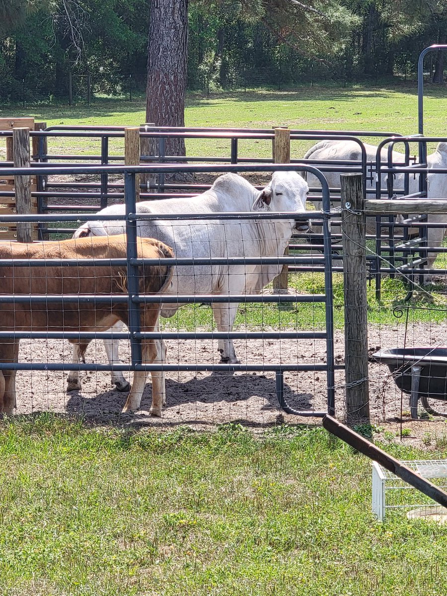 Sassafrass84 tweet media