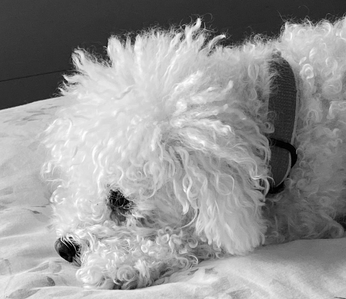 LittleBearconvo's tweet image. Mumsy said I could have all the treatos I want today, then chuckled, and gave me nothing! What’s up with that pals! Pfffft! #AprilFoolsDay