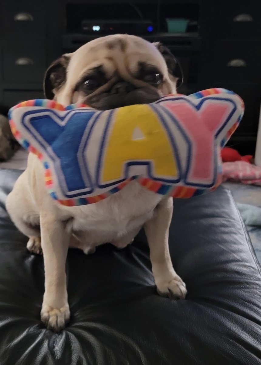 SarahPug12's tweet image. YAY! It's humpday! Happy Wednesday afternoon, friends! 🤗 #Orange #BoyBoy #SillyBoy