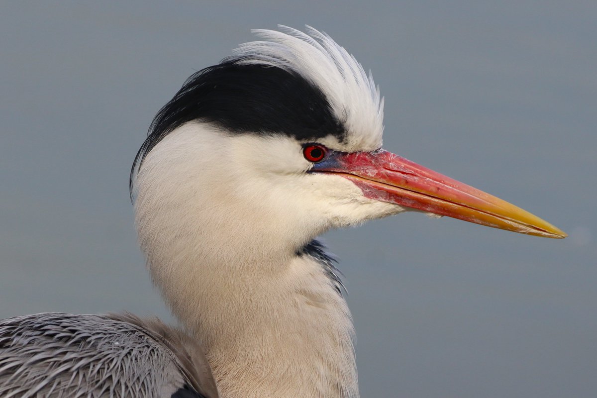 いよいよ、新年度のスタートです。

#日本野鳥の会ひょうご の2026年4月の探鳥会（野鳥観察会）のご案内はこちらです。
　　　　　　　　　　↓
wbsj-hyogo-2.sakura.ne.jp/event/apr2026/

会員・非会員を問わず、どなたでもご参加いただけます。１部、事前申込制の探鳥会もありますので、ご注意ください。