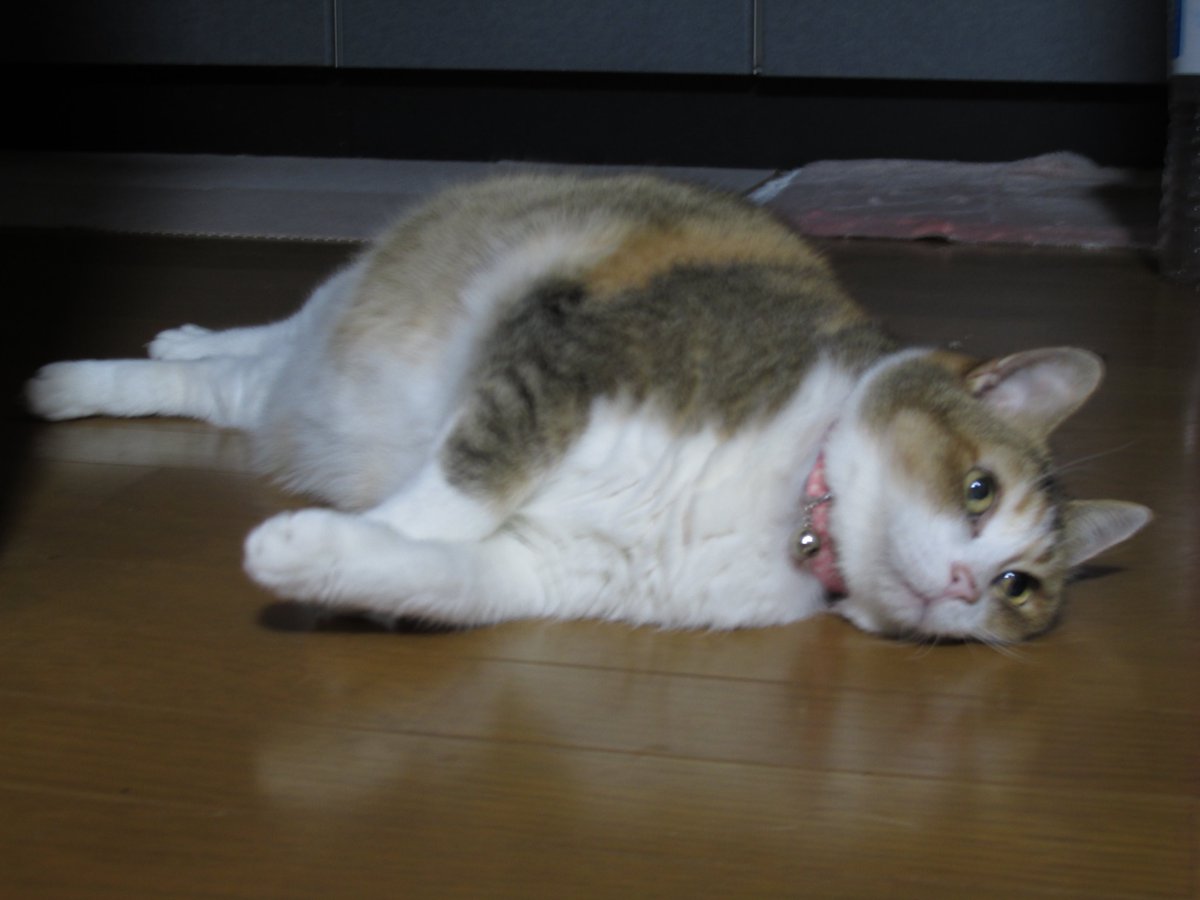 ダイヤモンド富士 tweet media