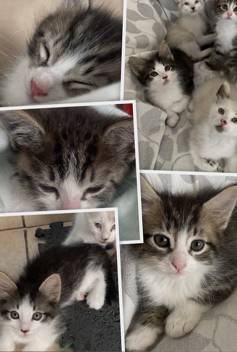 🐾💅🏻Emilia 🐶🐱 tweet media