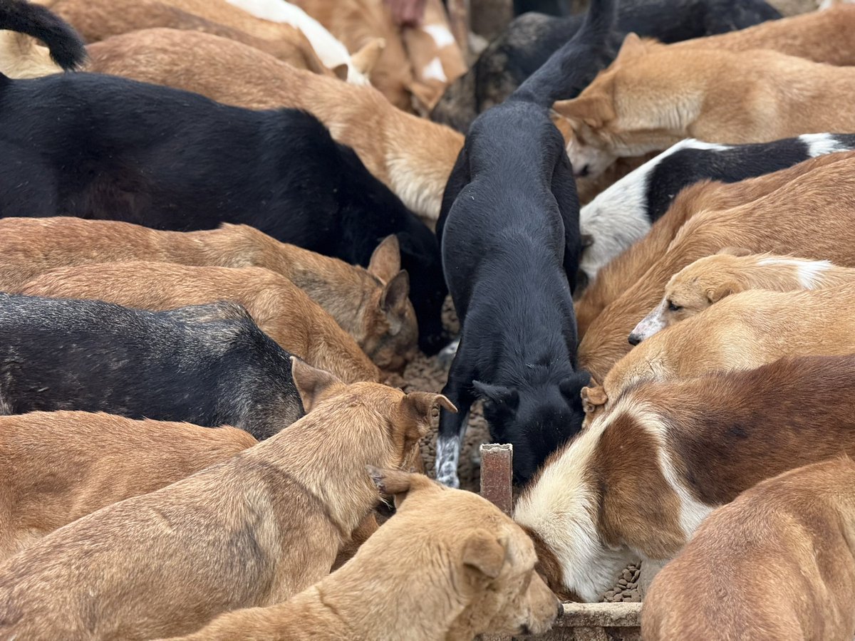 Sulala Animal Rescue tweet media