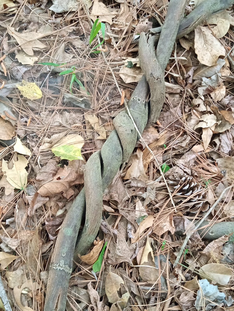 𝖈𝖍𝖆𝖇𝖆𝖟𝖎𝖙𝖊 tweet media