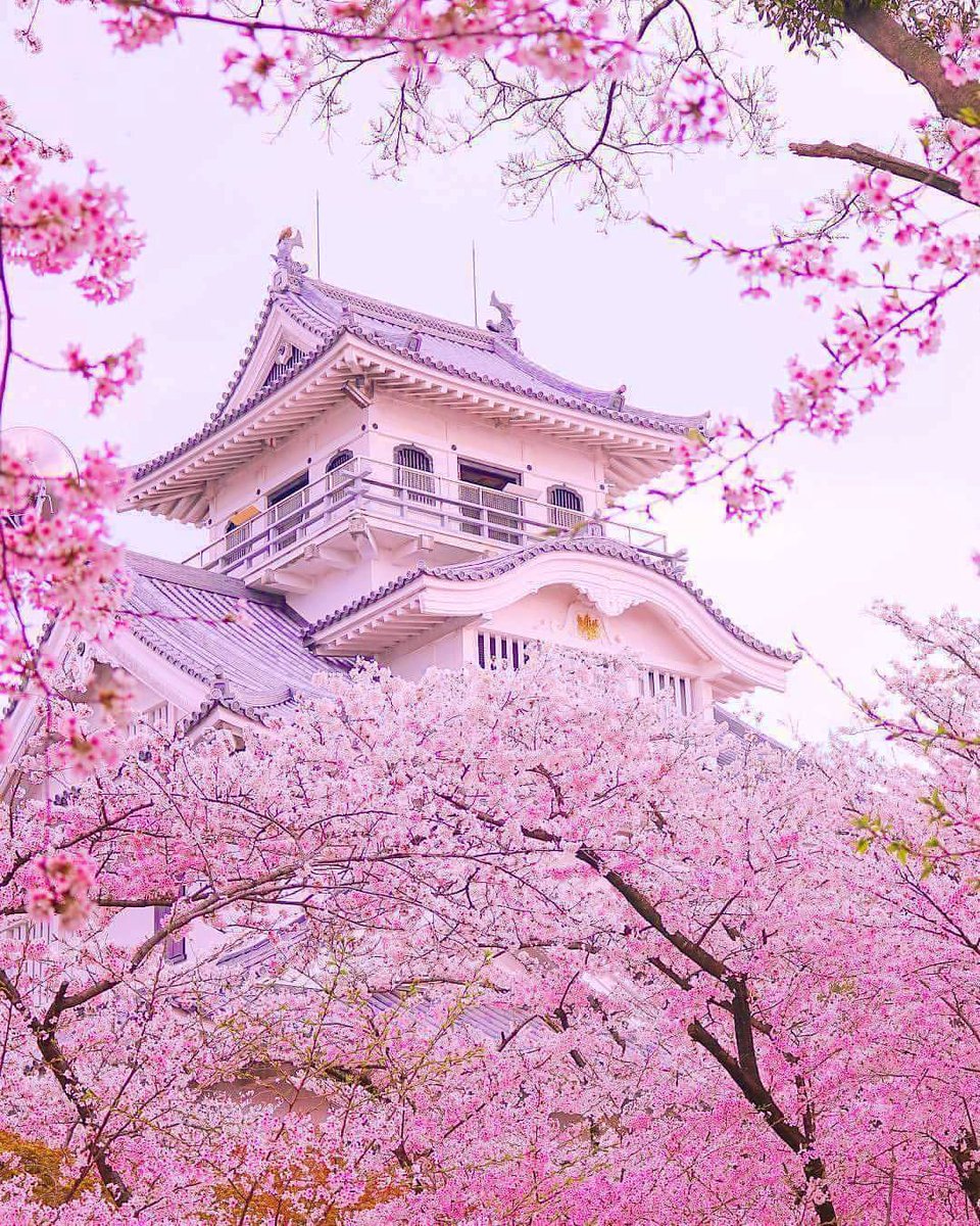 JAPAN 🇯🇵 tweet media