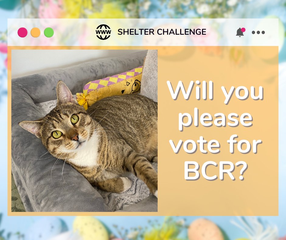 Warm Hearts, Fresh Starts Shelter Challenge is here! 🐾 Vote for blind, FELV+, &amp; FIV+ cats—it's free &amp; quick! Daily votes help them win! 😺 🐾

🔗 VOTE: bit.ly/3Ue7TmV
📧 Need a reminder? Email: blindcat@blindcatrescue.com

Thank you so much for helping the kitties! 💙