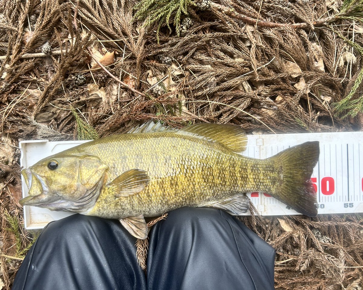 ライザー tweet media