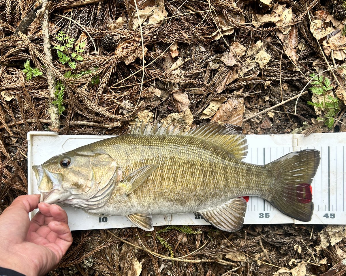 ライザー tweet media