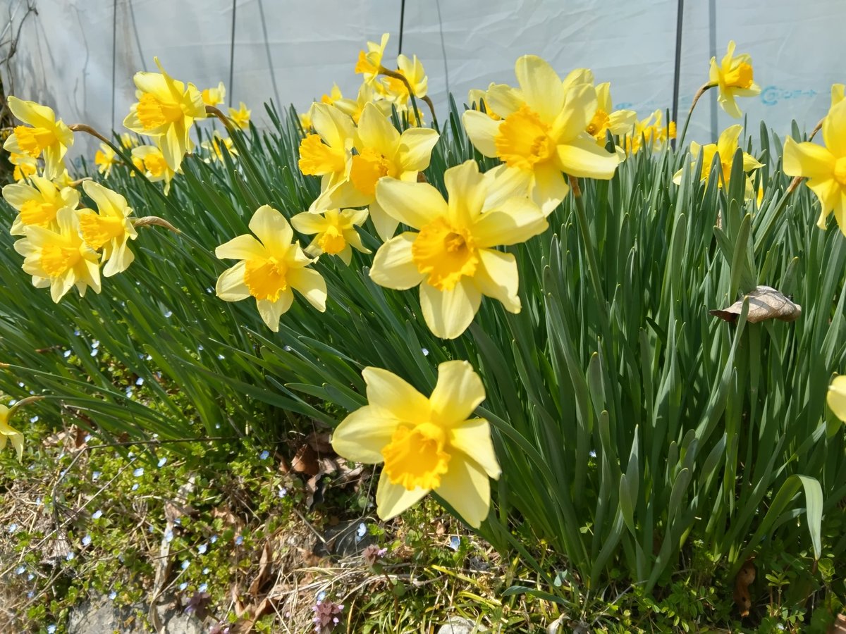 Uutaのお母ちゃん tweet media