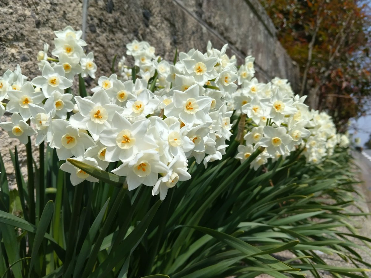 Uutaのお母ちゃん tweet media