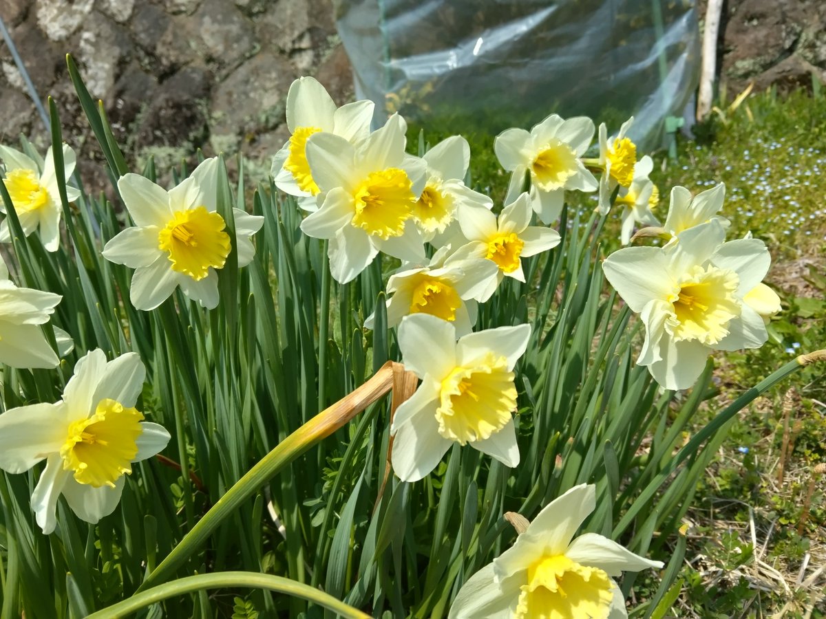 Uutaのお母ちゃん tweet media